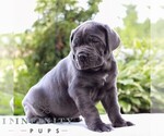Small #1 Cane Corso