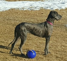 Great Dane Puppy for sale in TOWNSEND, MT, USA