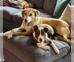 Small #18 Collie Mix