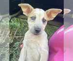 Small #3 Mutt