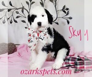 Sheepadoodle Puppy for sale in SEYMOUR, MO, USA