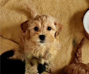 Cavachon-Poodle (Miniature) Mix Puppy for Sale in CHINO VALLEY, Arizona USA