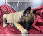 Small Photo #127 Belgian Malinois Puppy For Sale in REESEVILLE, WI, USA