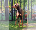Small Photo #8 Doberman Pinscher Puppy For Sale in Buffalo, MN, USA