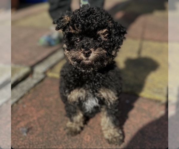 Medium Photo #4 Poodle (Miniature) Puppy For Sale in STATEN ISLAND, NY, USA