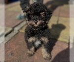 Small #3 Poodle (Miniature)