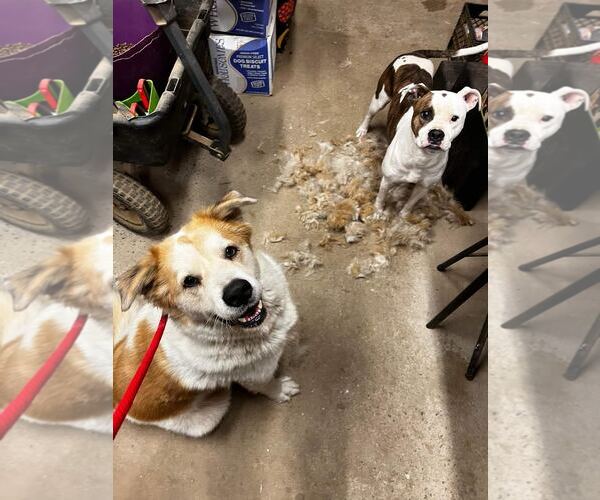 Medium Photo #3 Great Pyrenees-Unknown Mix Puppy For Sale in Maryville, TN, USA