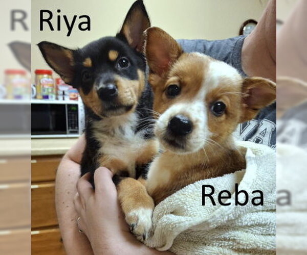 Medium Photo #3 Mutt Puppy For Sale in Mountain View, AR, USA