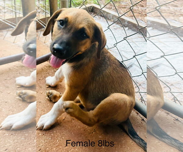 Medium Photo #4 Mutt Puppy For Sale in Brooksville, FL, USA