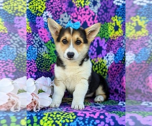 Medium Pembroke Welsh Corgi