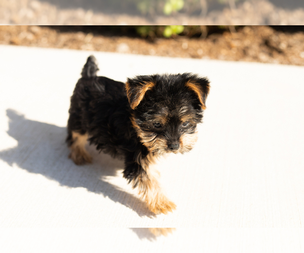 Medium Photo #6 Yorkshire Terrier Puppy For Sale in NAPPANEE, IN, USA