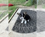 Small #1 Pembroke Welsh Corgi