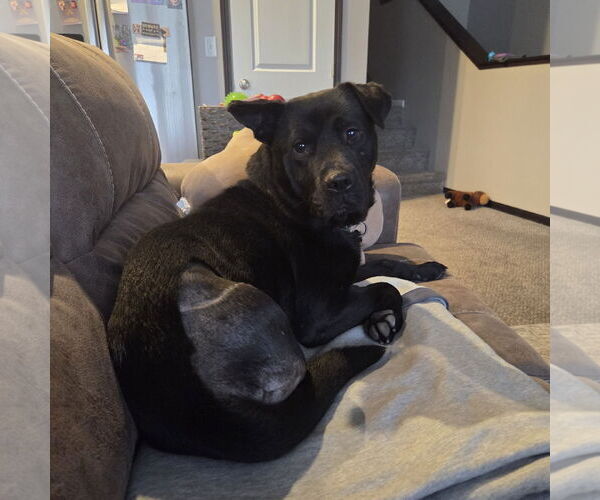 Medium Photo #7 Labrador Retriever-Unknown Mix Puppy For Sale in Fargo, ND, USA