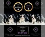 Small Photo #16 Cavalier King Charles Spaniel Puppy For Sale in WARSAW, IN, USA