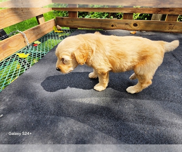 Medium Photo #6 Goldendoodle Puppy For Sale in LEON, KS, USA