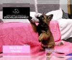 Small Photo #1 German Shepherd Dog Puppy For Sale in MUNDELEIN, IL, USA
