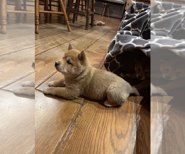 Medium Photo #3 Shiba Inu Puppy For Sale in SCHUYLKILL HAVEN, PA, USA
