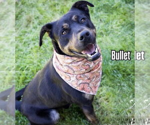 Retriever -Unknown Mix Dogs for adoption in Woodbury, NY, USA