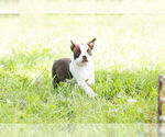 Small Photo #4 Boston Terrier Puppy For Sale in WARSAW, IN, USA