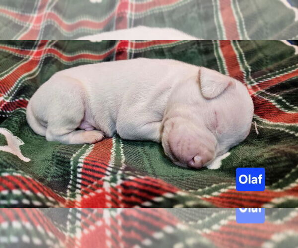 Medium Photo #3 American Pit Bull Terrier-Unknown Mix Puppy For Sale in Duluth, MN, USA