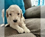 Small Goldendoodle