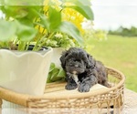 Small #3 Shih-Poo
