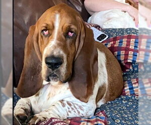 Basset Hound Dogs for adoption in Deepwater, NJ, USA