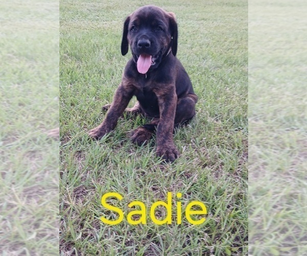 Medium Photo #2 Mastiff Puppy For Sale in BRANTLEY, AL, USA