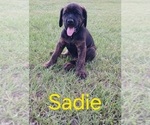 Small #1 Mastiff