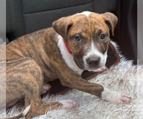 Medium Photo #21 Retriever -Unknown Mix Puppy For Sale in Holly Springs, NC, USA