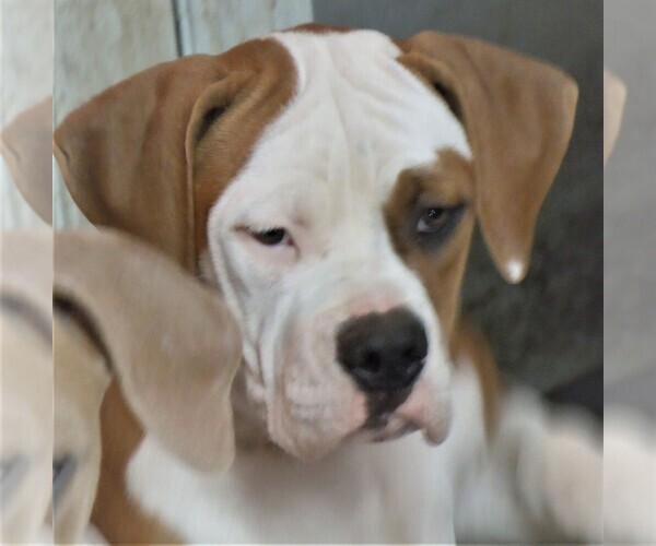 Medium Photo #1 American Bulldog Puppy For Sale in OPELIKA, AL, USA