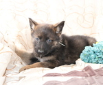 Small Photo #4 German Shepherd Dog Puppy For Sale in SHILOH, OH, USA