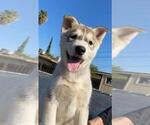 Small Photo #1 Siberian Husky-Timber Wolf Mix Puppy For Sale in FRESNO, CA, USA