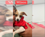 Small #8 Chihuahua Mix