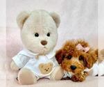 Small #6 Poodle (Toy)