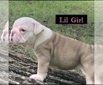 Puppy Lilly English Bulldog