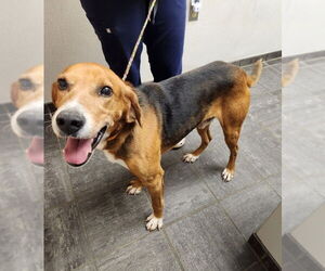 Treeing Walker Coonhound Dogs for adoption in Fairfax, VA, USA