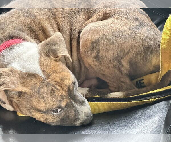 Medium Photo #30 Retriever -Unknown Mix Puppy For Sale in Holly Springs, NC, USA