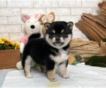 Small Photo #9 Shiba Inu Puppy For Sale in LOS ANGELES, CA, USA