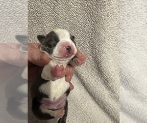 Medium Boston Terrier