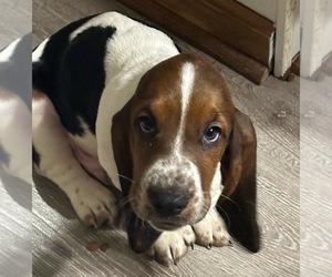 Basset Hound Puppy for sale in KINGSPORT, TN, USA