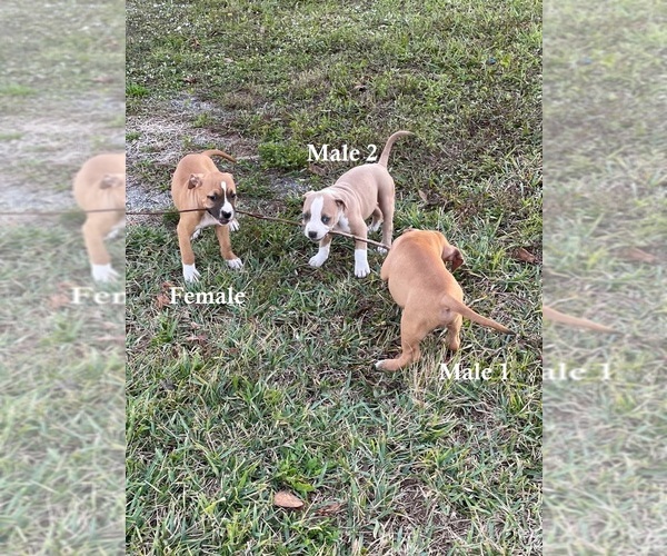 Medium Photo #6 American Pit Bull Terrier Puppy For Sale in NAPLES, FL, USA