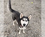 Small #4 Siberian Husky Mix