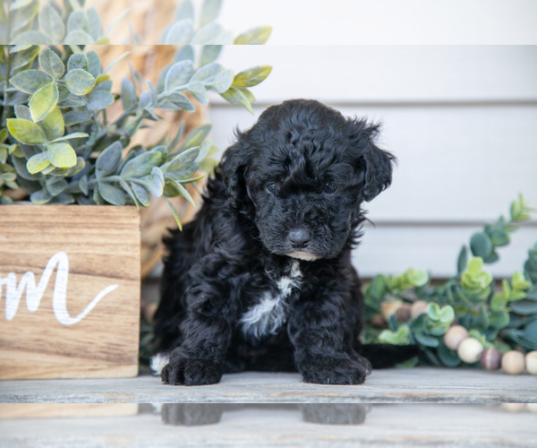 Medium Photo #7 Goldendoodle (Miniature) Puppy For Sale in NAPPANEE, IN, USA