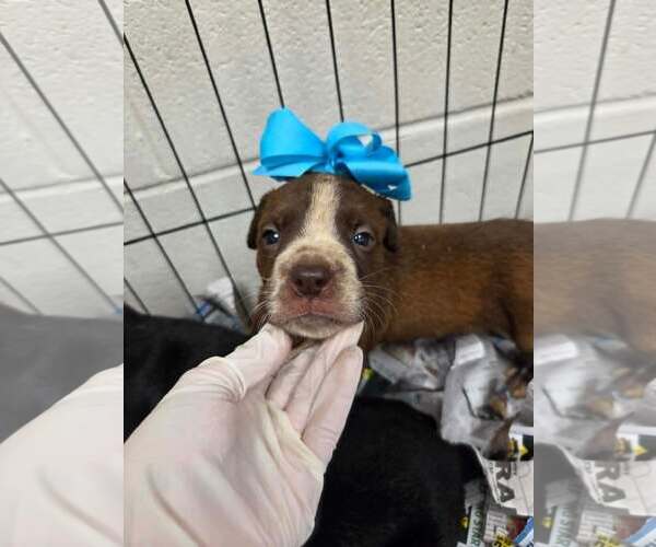 Medium Photo #1 Labrador Retriever-Unknown Mix Puppy For Sale in SHERBURNE, NY, USA