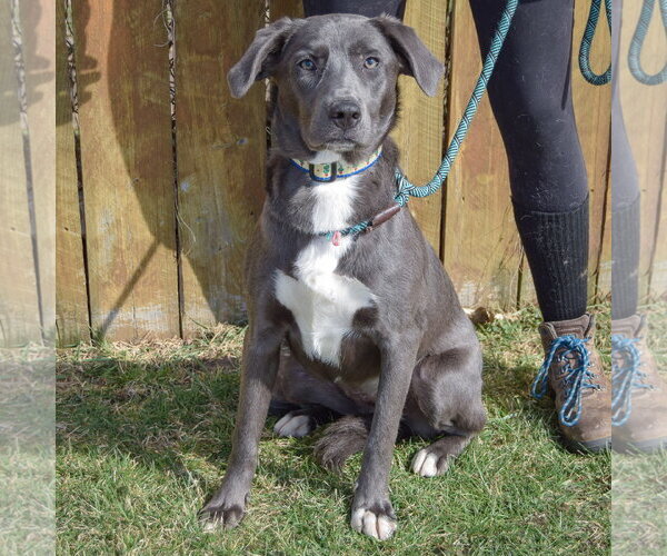 Medium Photo #3 Borador Puppy For Sale in Huntley, IL, USA