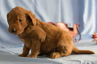 Goldendoodle Puppy for sale in KENT, OH, USA