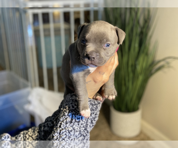 Medium Photo #3 American Bully Puppy For Sale in OVERLAND, KS, USA