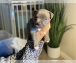 Small Photo #3 American Bully Puppy For Sale in OVERLAND, KS, USA