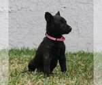 Small Photo #10 Belgian Malinois Puppy For Sale in POMONA, CA, USA